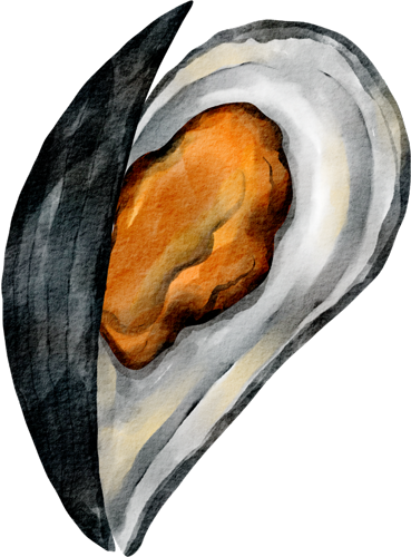 Watercolour-Mussel-1