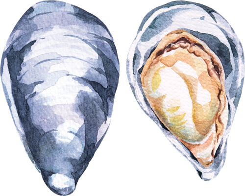 Watercolour-Mussel-3