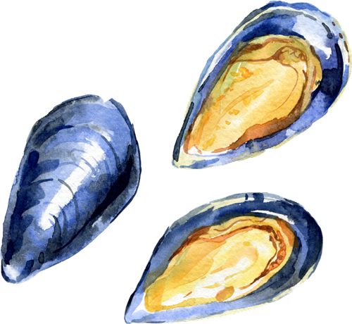 Watercolour-Mussel-4