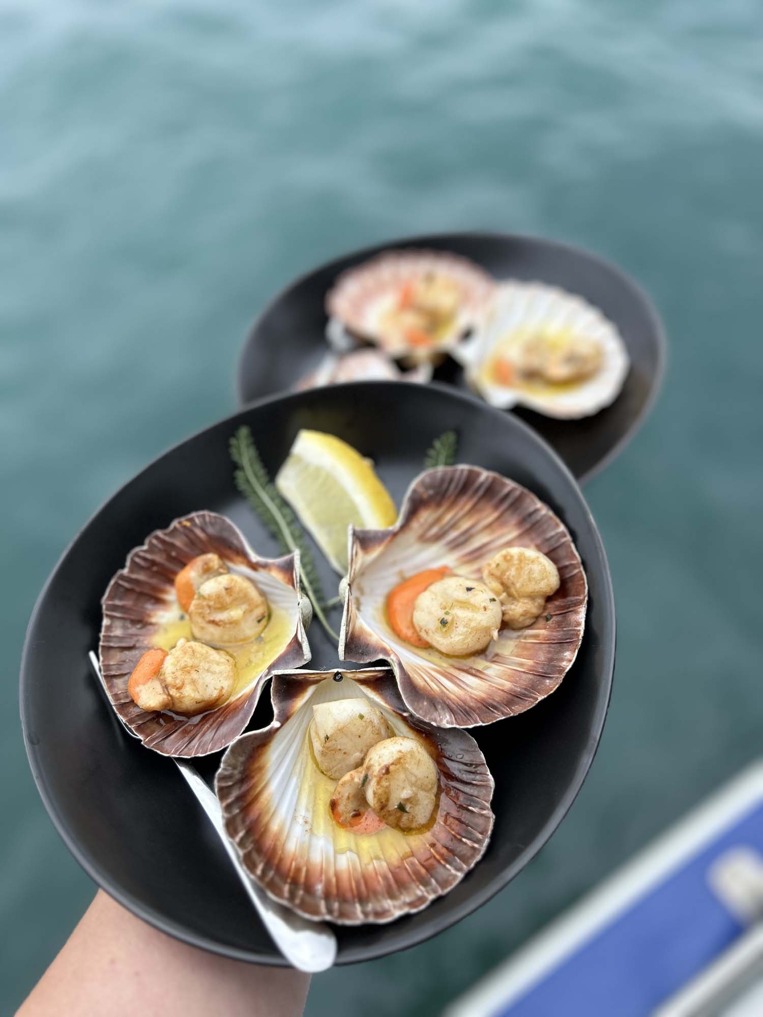 scallops PMT (3)
